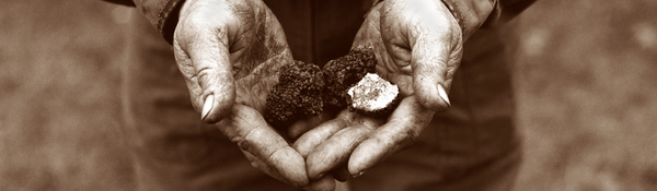 Préparation Autour de la Truffe