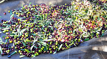 La récolte des olives 2020 au Moulin Fortuné Arizzi