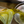 Charger l&#39;image dans la galerie, huile olive verte émeraude versée dans un entonnoir
